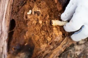 termite inspection Ohio