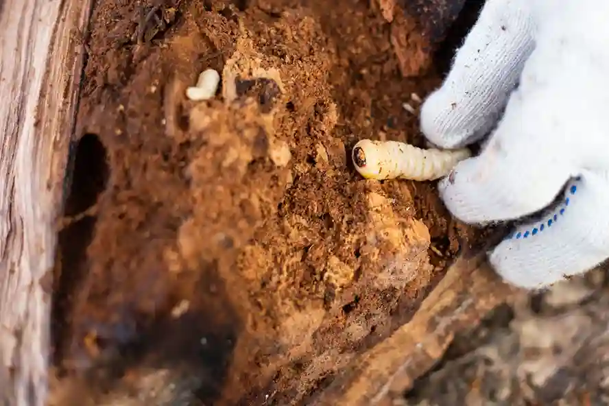 termite inspection Ohio